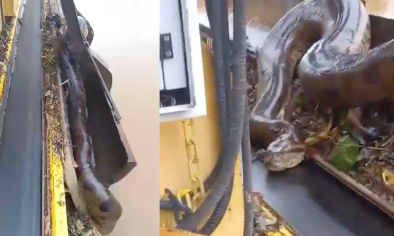 Sues ficam surpreendidos com o tamanho da cobra: “É um monstro!”; veja vídeocuri é resgatada e trabalhador